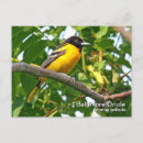 Search for oriole postcards Photography
