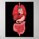Search for internal organs posters Anatomy