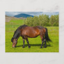 Search for inger Icelandic horse