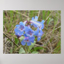 Search for blue wildflower posters Wildflowers