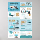 Search for killer shark Megalodon