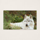 Search for timber wolf Wild