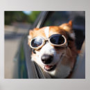 Search for baby animal posters Cute