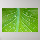 Search for wet leaf posters Rain