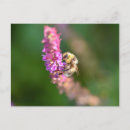 Search for bumble bee postcards Nature