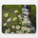 Search for cathy mousepads Gordon illg