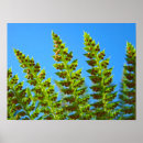 Search for blue ferns posters Nature