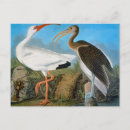Search for john audubon postcards Wild bird