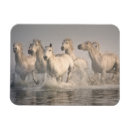 Search for galloping magnets Ranch