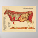 Search for organic farming posters Cow