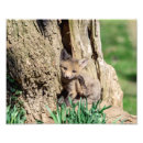 Search for fox pups posters Kit