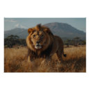 Search for african lion posters Big cats