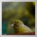 Search for bird posters Pets