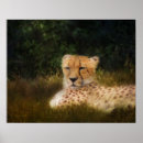 Search for cheetah spots posters Nature