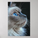 Search for long haired cat art Blue eyes