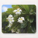 Search for plumeria mousepads Hawaii