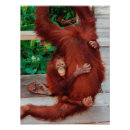 Search for orangutans art Borneo