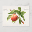 Search for bough postcards Vintage