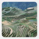 Search for rice field stickers Crop