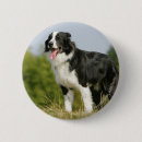 Search for border collie dog badges Panting