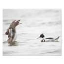 Search for merganser posters Nature
