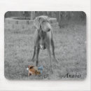 Search for weimaraner electronics Puppy