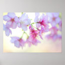 Search for sakura posters Botanical