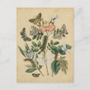 Search for larva postcards Insects