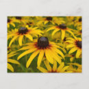 Search for black eyed susans postcards Summer
