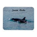 Search for alaska magnets Orca
