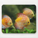 Search for aquarium fish mousepads Freshwater