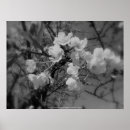 Search for black cherry posters Flowers