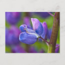 Search for green stems postcards Flora