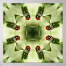 Search for ladybug art Insect
