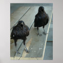 Search for crow and art Black