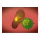 Search for antibody Healthcare