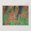 Search for amaryllis postcards Red