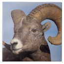 Search for horned tiles Usa