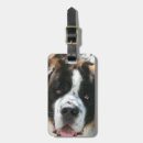 Search for saint bernard Animals