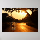 Search for safari sunset posters Nature