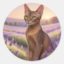 Search for abyssinian cat stickers Pet
