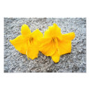 Search for hemerocallis posters Botany