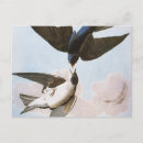 Search for john audubon postcards Birds of america