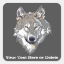 Search for gray wolf Wild