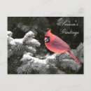 Search for cardinal bird christmas cards Redbird