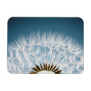 Search for weed kitchen dining Dandelion
