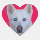 Search for huskies stickers Pet