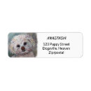 Search for maltese return address labels Birthday
