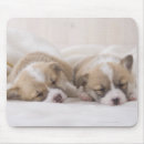 Search for welsh mousepads Puppies