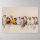 Search for perching bird posters Perch of birds